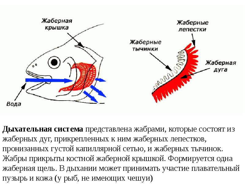 Кожно жаберное дыхание