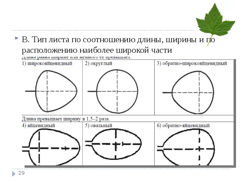 Следующий лист. Типы листа по соотношению длины и ширины клена. Тип листа дуба по соотношению длины и ширины листовой пластинки. Типы листа по соотношению длины и ширины оливы. Тип листа дуба по соотношению длины.