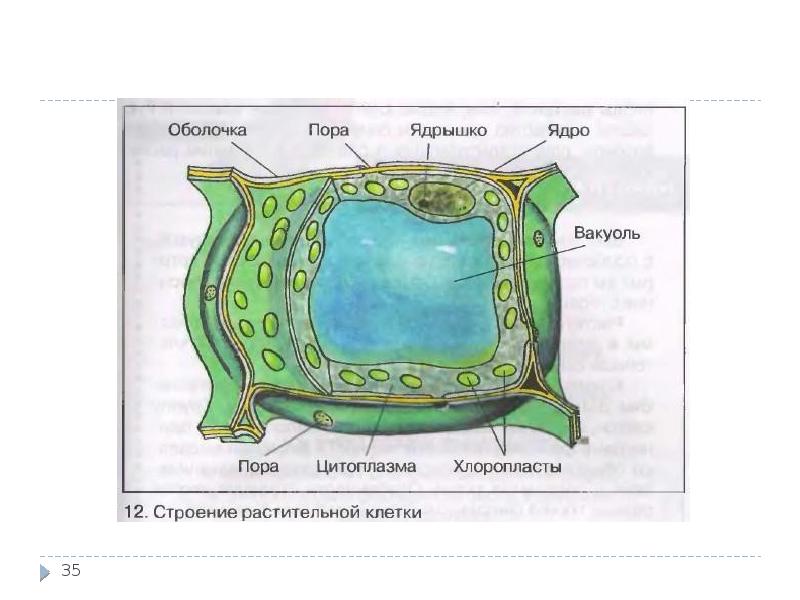 Строение растительной клетки 5 класс биология рисунок с подписями