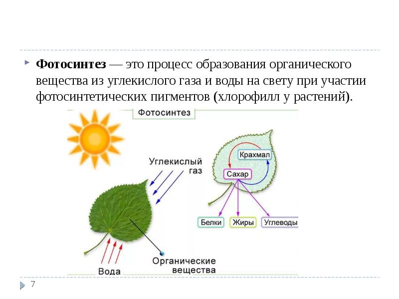 Зачем живые организмы запасают питательные вещества презентация 5 класс сухова строганов