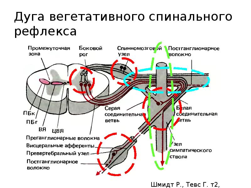 Схема вегетативного рефлекса