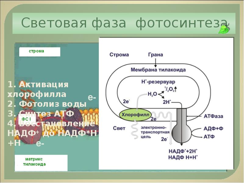 Фотосинтез презентация 10 класс