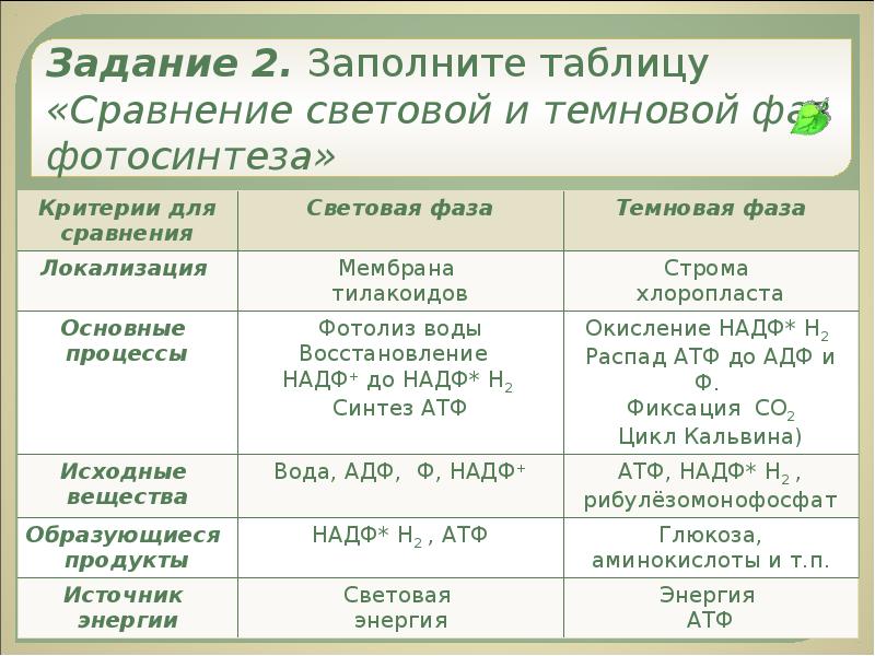 Сравнить фотосинтез. Фотосинтез световая фаза и темновая фаза таблица. Световая и темновая фаза фотосинтеза таблица. Фотосинтез световая и темновая фазы 10 класс. Сравнение световой и Темновой фазы фотосинтеза таблица.