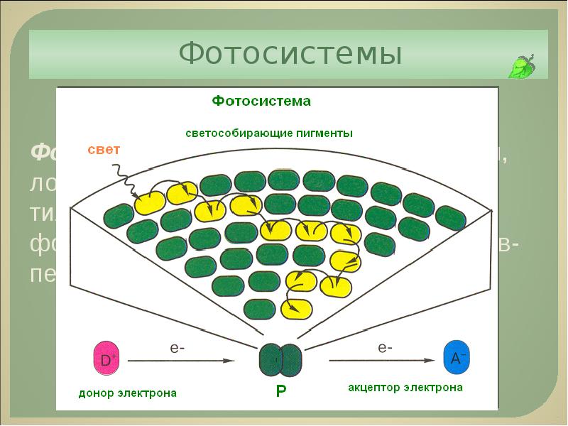 Фотосинтез презентация 11 класс