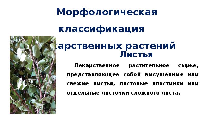 Заготовка сырья дикорастущих растений. Что нужно знать при заготовке сырья дикорастущих растений 6 класс. Памятка безопасная заготовка сырья ЛРС.