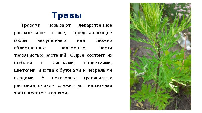 Сообщение на тему заготовка дикорастущих растений. Сообщение на тему заготовка дикорастущих растений