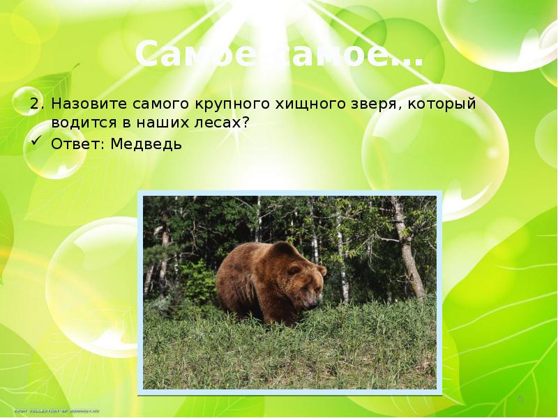 На какой вопрос отвечает медведь. Обитает в Краснодарском крае в лесу медведь?. Самое больше животное которое обитает в лесах России. Кто в лесу самый главный животных и хищных. Вопрос с ответом медведь.