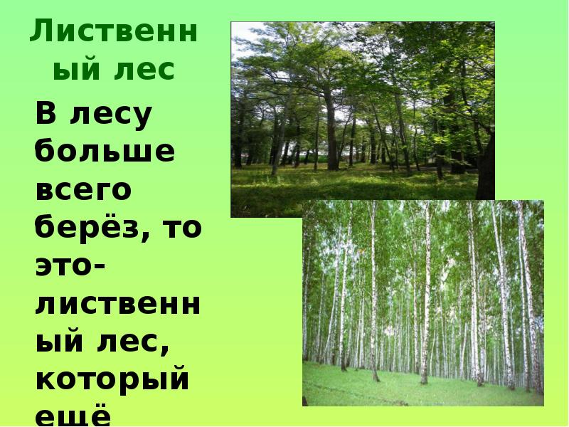 Ярусы леса 4 класс окружающий мир. Лиственные леса проект. Лиственные леса презентация. Лиственные леса доклад. Лиственный лес доклад.