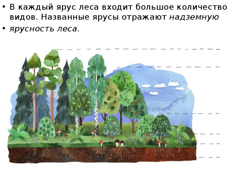 Надземные ярусы леса. Ярусность леса. Схема ярусов растений из учебников картинки. Ярусное строение болота.