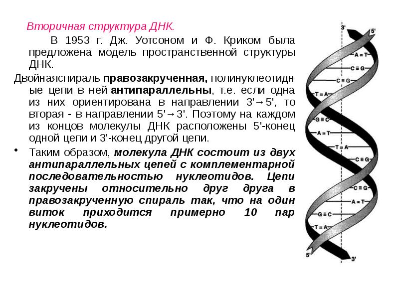 Вторичная структура днк. Вторичная структура ДНК модель Уотсона и крика. Строение ДНК модель Уотсона крика. Вторичная структура ДНК биохимия.