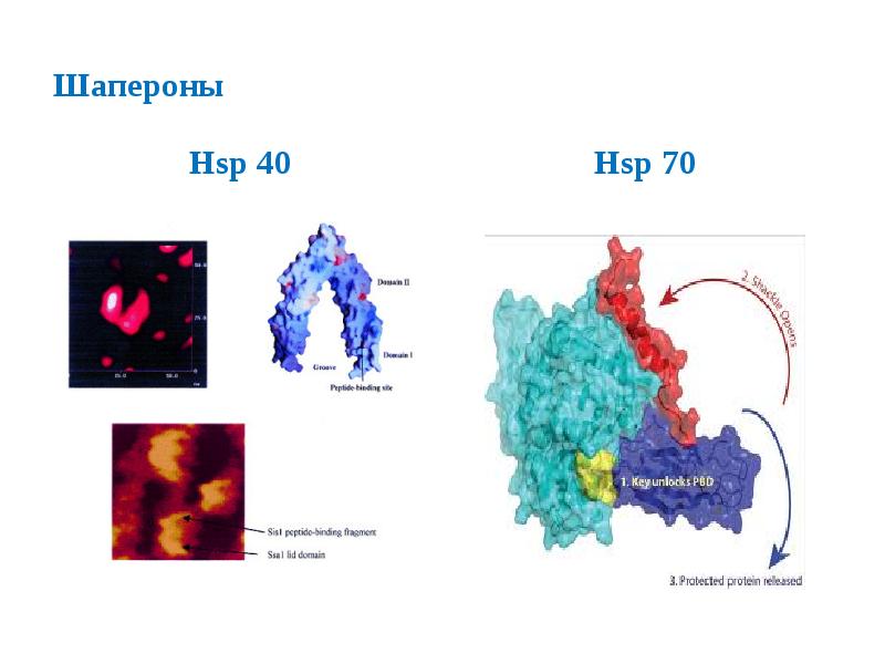 Шапероны
Hsp 40 Шапероны
Hsp 40