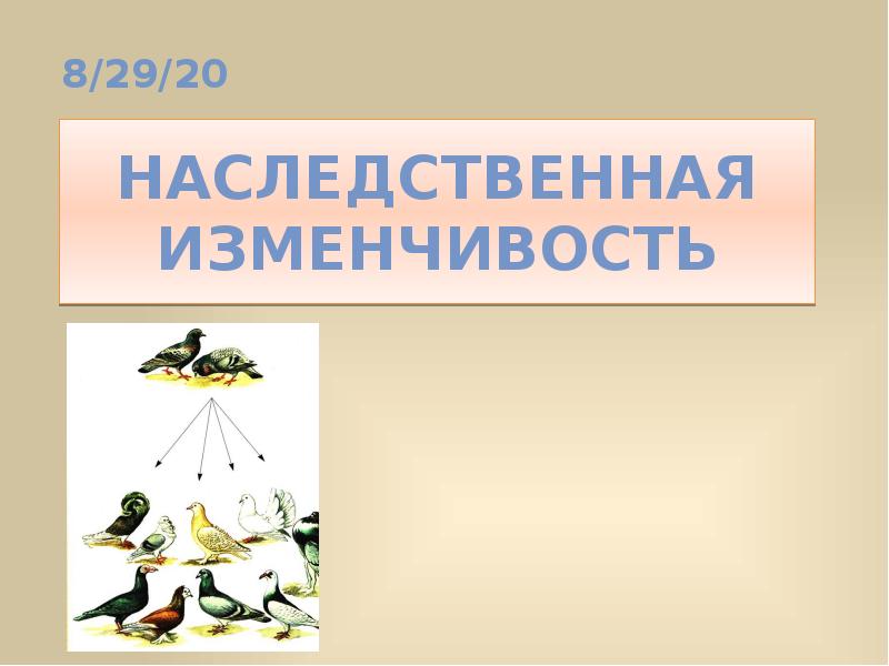 Наследственная изменчивость презентация 10 класс