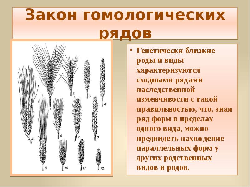 Пользуясь рисунком определите способ изоляции который привел к появлению трех родственных