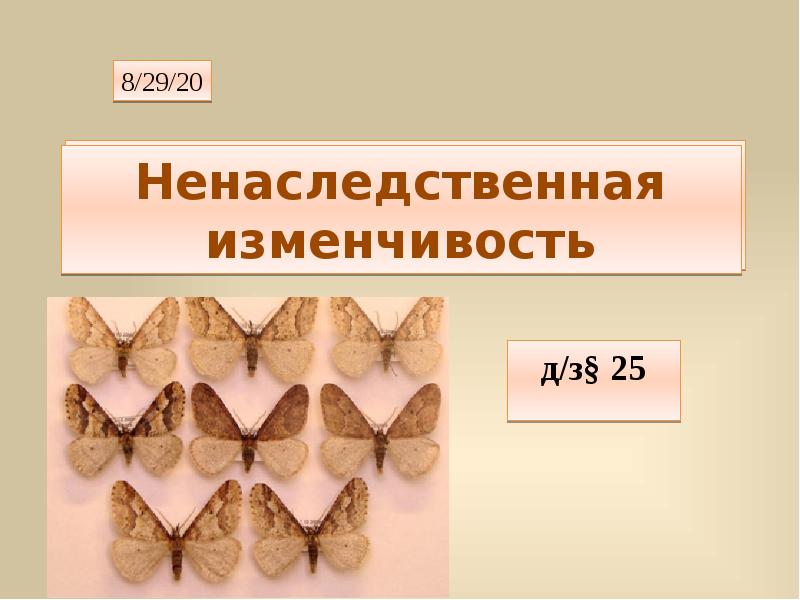 Случайная изменчивость 7 класс вероятность. Пример изменчивости с бабочками.