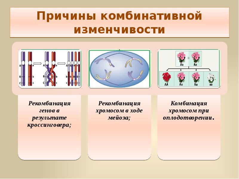 Комбинативная изменчивость это в биологии презентация