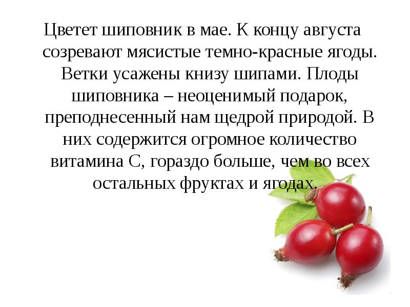 Сделайте описание шиповника майского по следующему плану