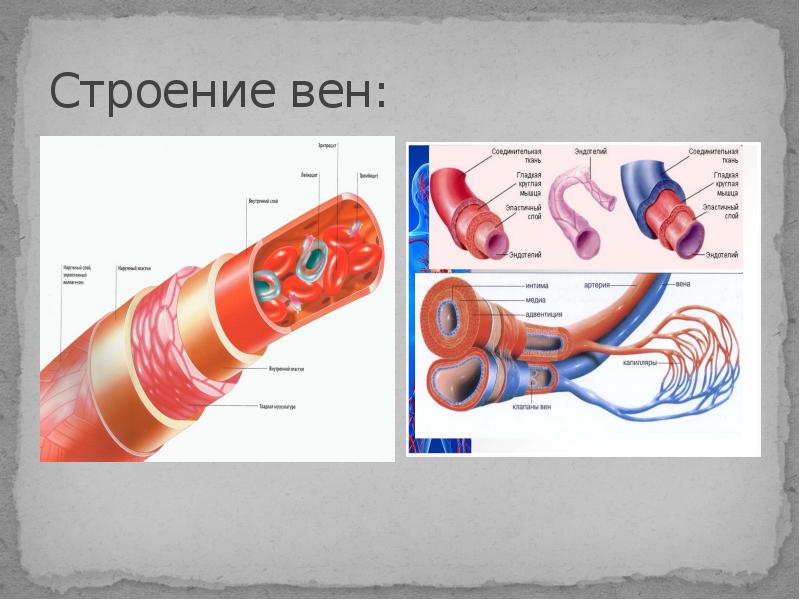 Строение вен