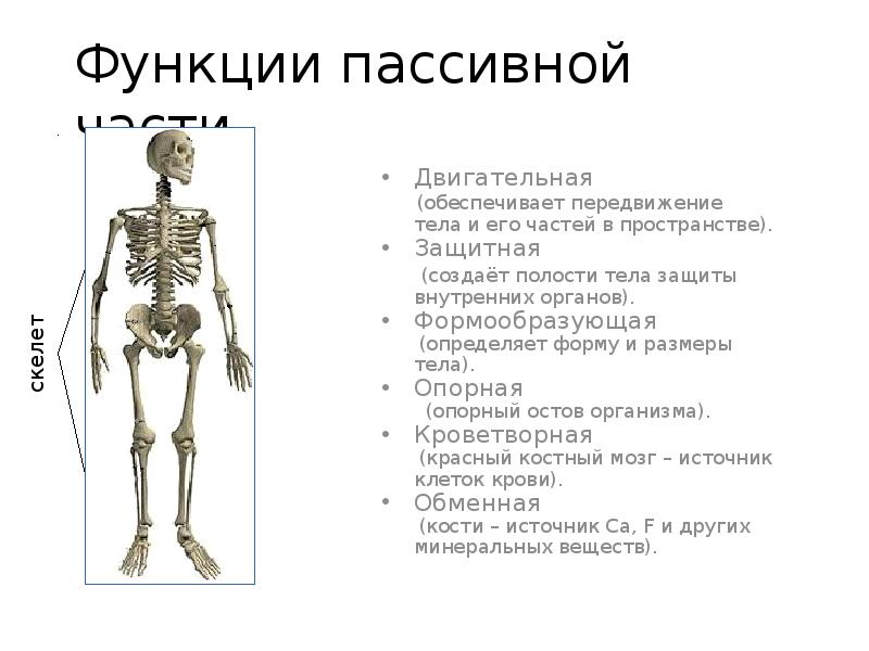 Функции добавочного скелета человека