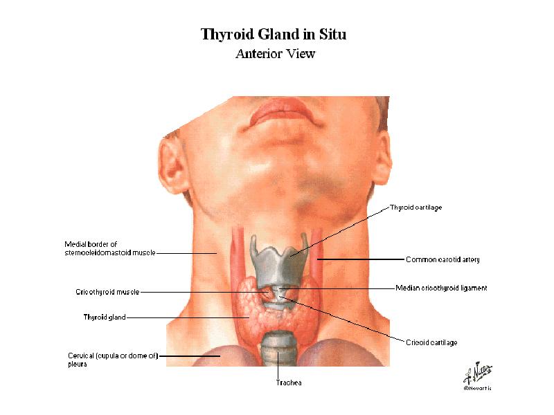 Щитовидная железа фото анатомия