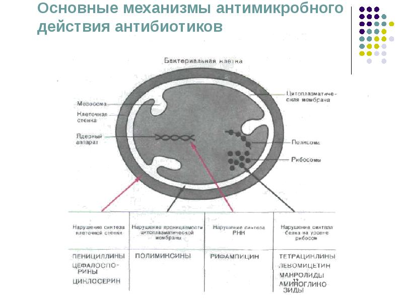 Механизм действия антибиотиков схема