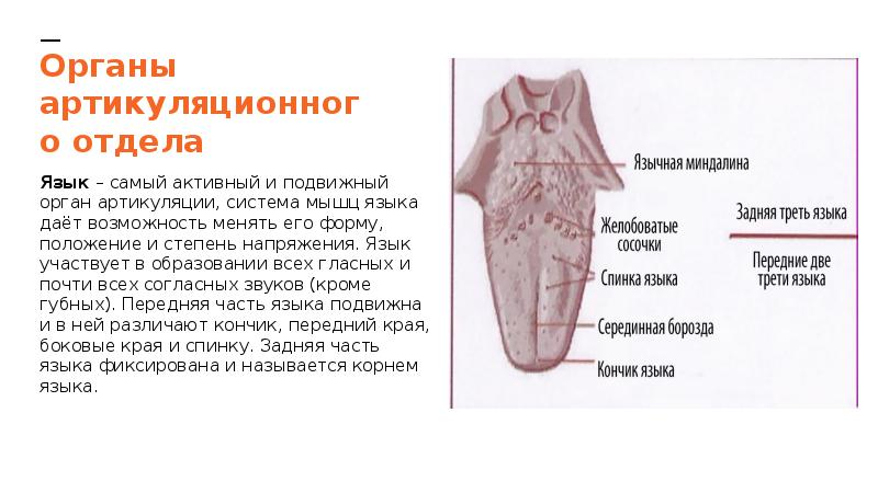 Какие возможности дает язык. Передняя часть спинки языка. Язык, его форма, положение,.