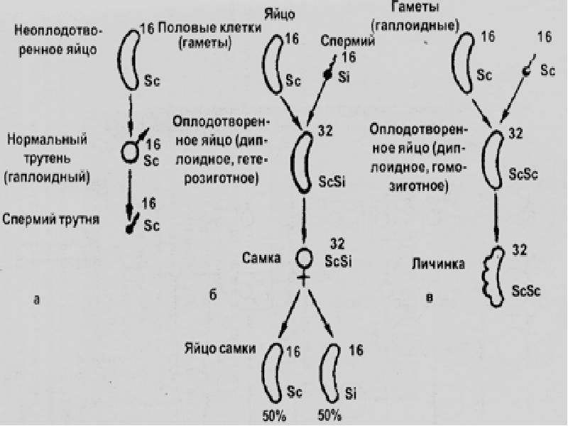 Сколько хромосом имеют гаметы. Хромосомы сперматоцита 1 порядка. Гаплоидные клетки. Набор хромосом в гаметах и соматических клетках. Какой хромосомный набор у сперматоцита 1 порядка.