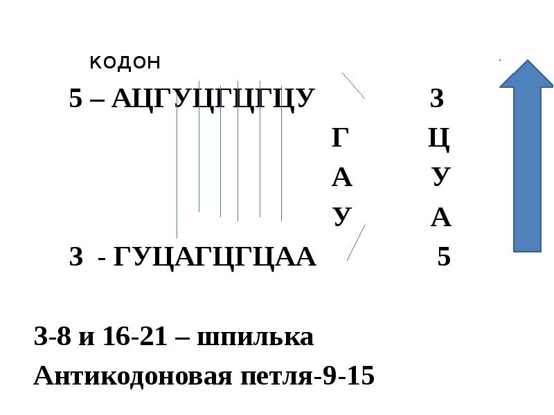 кодон
кодон