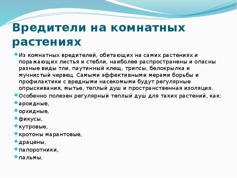 Вредители на комнатных растениях Из комнатных вредителей, обитающих на самих растениях