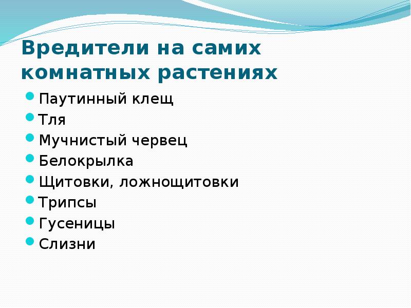 Вредители на самих комнатных растениях Паутинный клещ Тля Мучнистый червец Белокрылка
