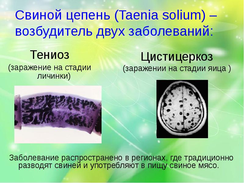 Карликовый цепень презентация