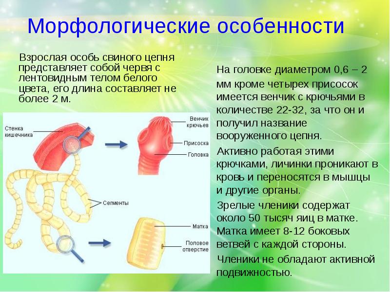 Карликовый цепень презентация