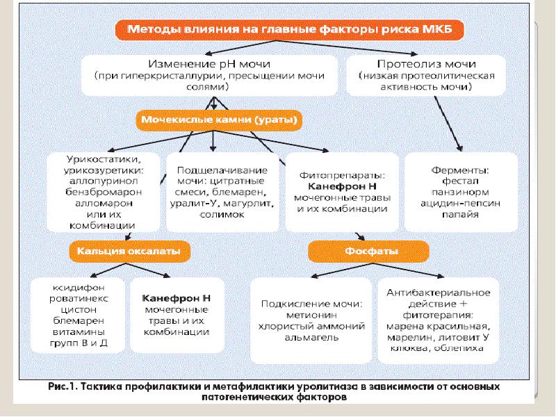 Презентация болезни мочеполовой системы