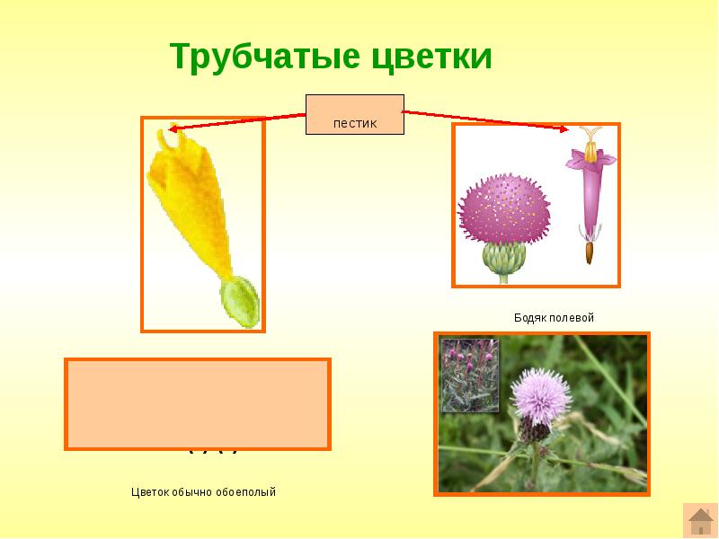 Семейство астровые презентация