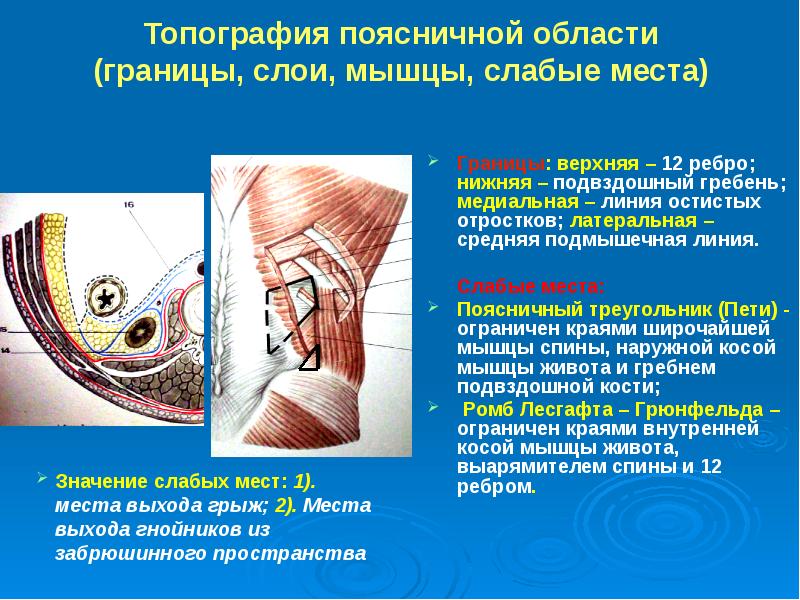 Забрюшинное пространство презентация