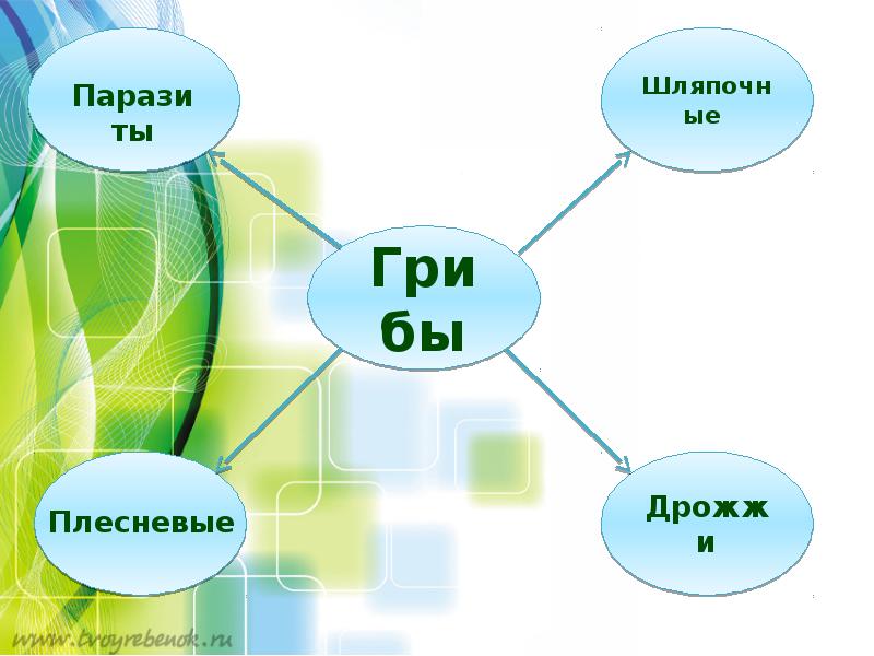 Презентация многообразие грибов их роль в природе и жизни человека