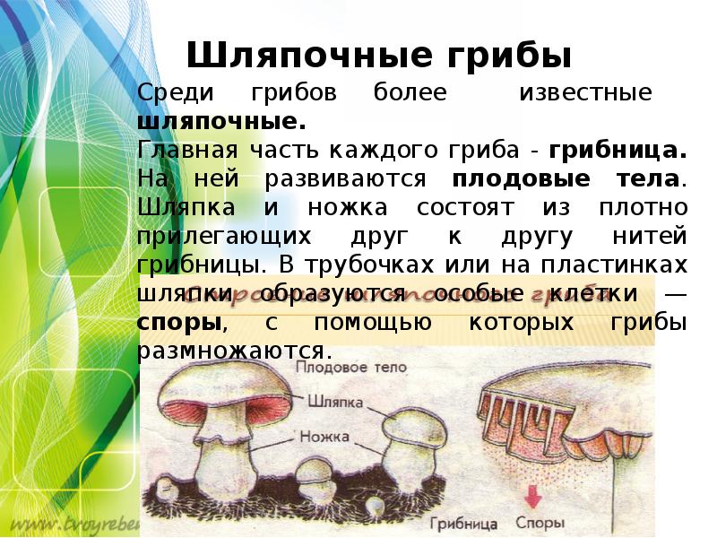 Срок жизни грибов. Многообразие грибов в природе. Сообщение о грибах. Сообщение многообразие грибов. Биология тема грибы.