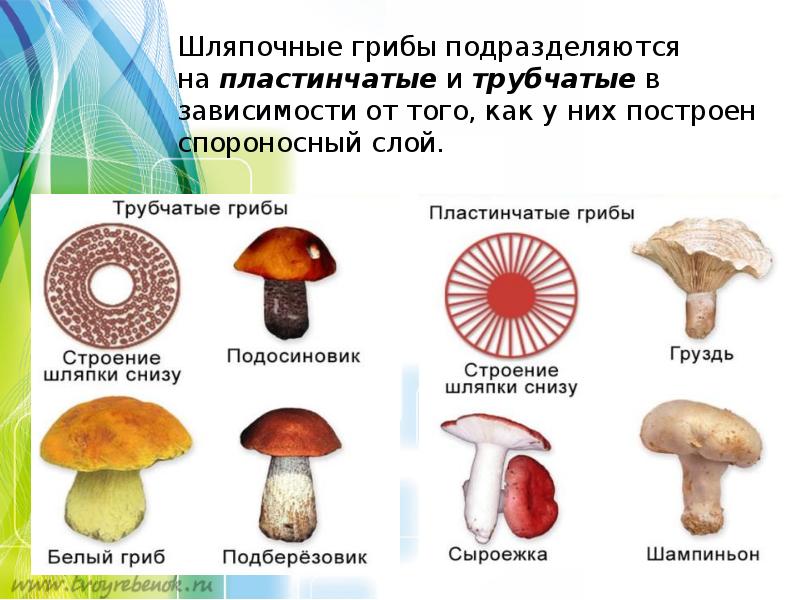5 значений грибов в жизни человека. Грибы многообразие. Сообщение на тему разнообразие грибов. Сообщение о разнообразии грибов. Многообразие грибов в жизни человека и в природе.