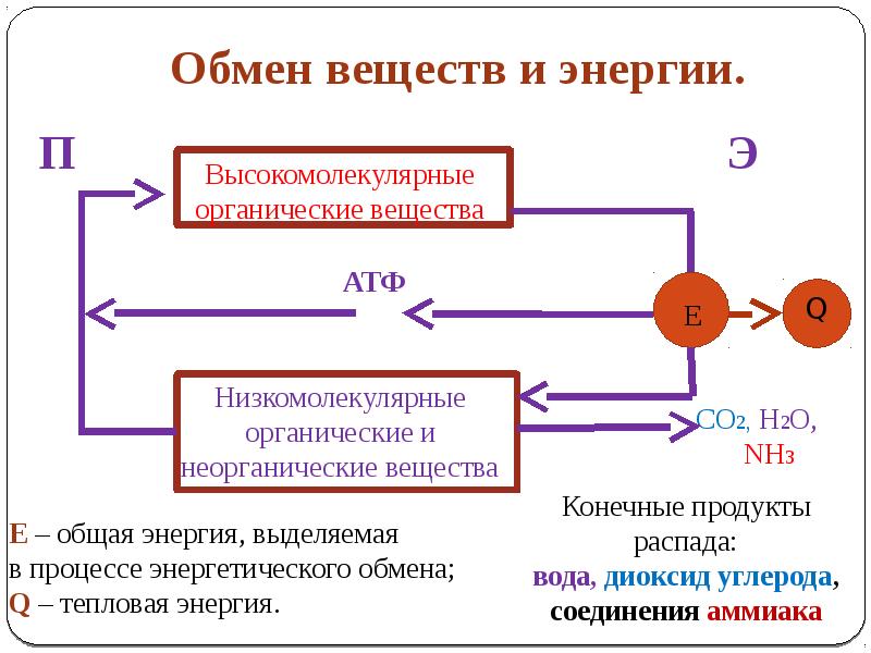 Органические обмен клетки. Схема обмена веществ и энергии 10 класс. Обмен веществ и энергии в клетке 10 класс схема. Обменные процессы в клетке. Органические вещества низкомолекулярные и высокомолекулярные.