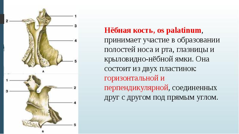 Анатомия кости презентация