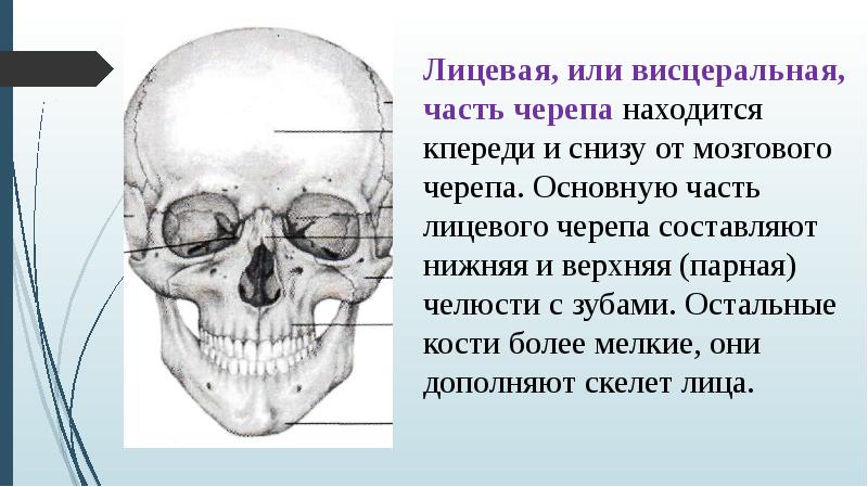 Анатомия кости презентация