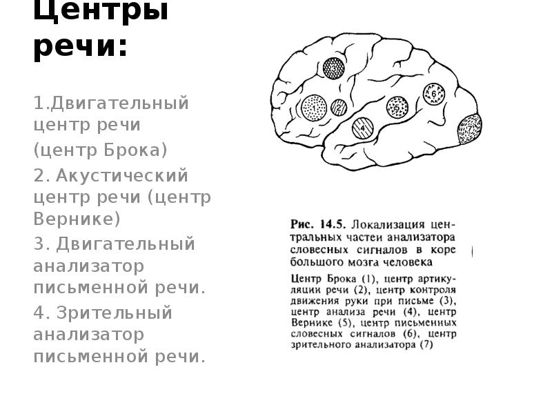 3 центра речи