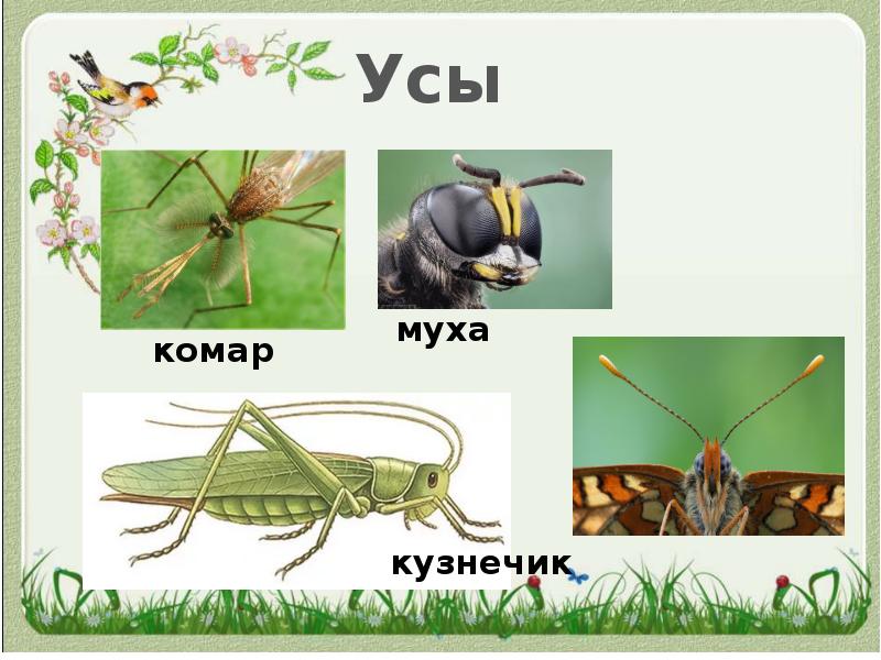 Насекомые весной презентация 2 класс перспектива