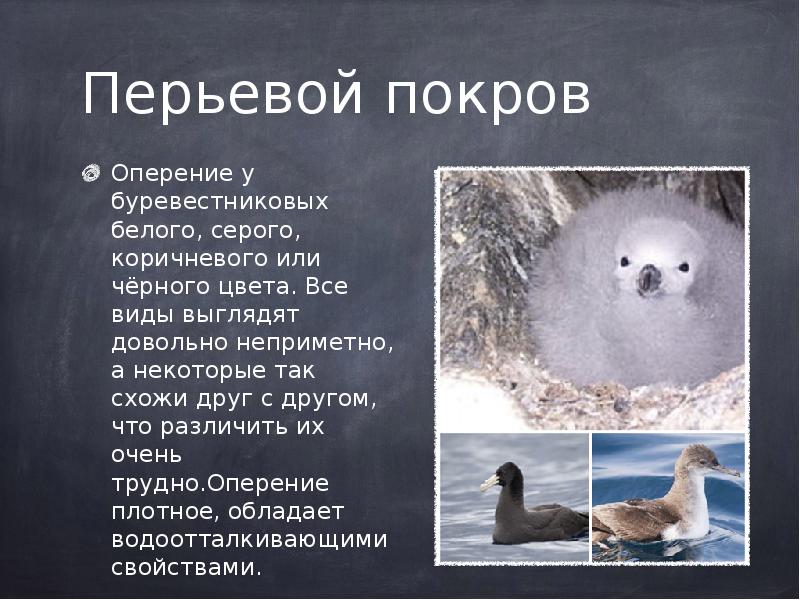 эволюция покровов птиц. роль перьевого покрова. смена перьев у птиц. покровы тела голубя. роль перьевого покрова у птиц.