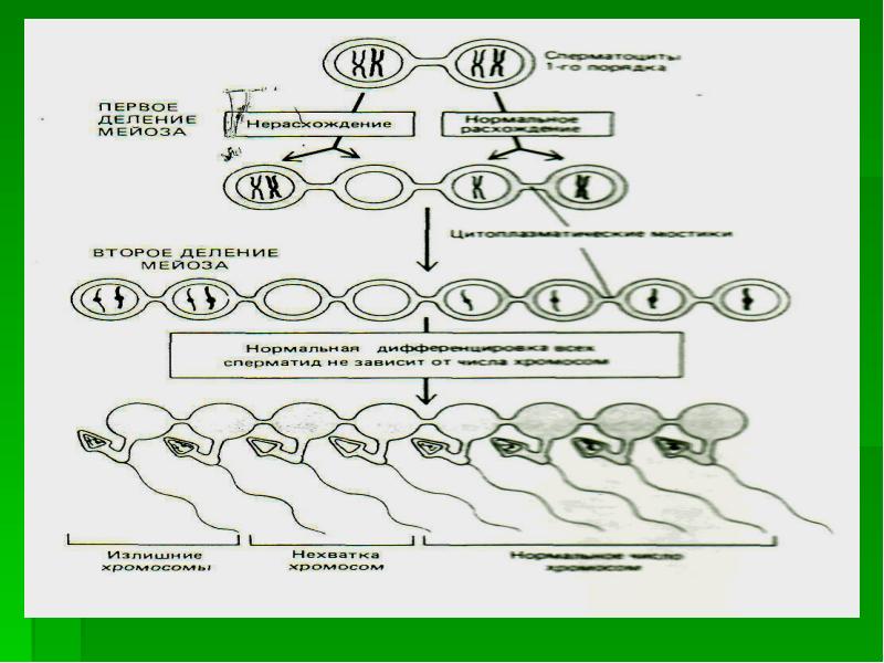 Речевой онтогенез этапы. Онтогенез. Онтогенез схема. Периоды онтогенеза растений. Онтогенез растений схема.