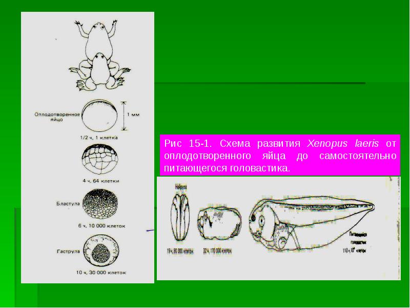 Процессы онтогенеза животных схемы. Схема онтогенеза лягушки. Схема индивидуального развития. Типы онтогенеза схема. Типы онтогенеза жаба.