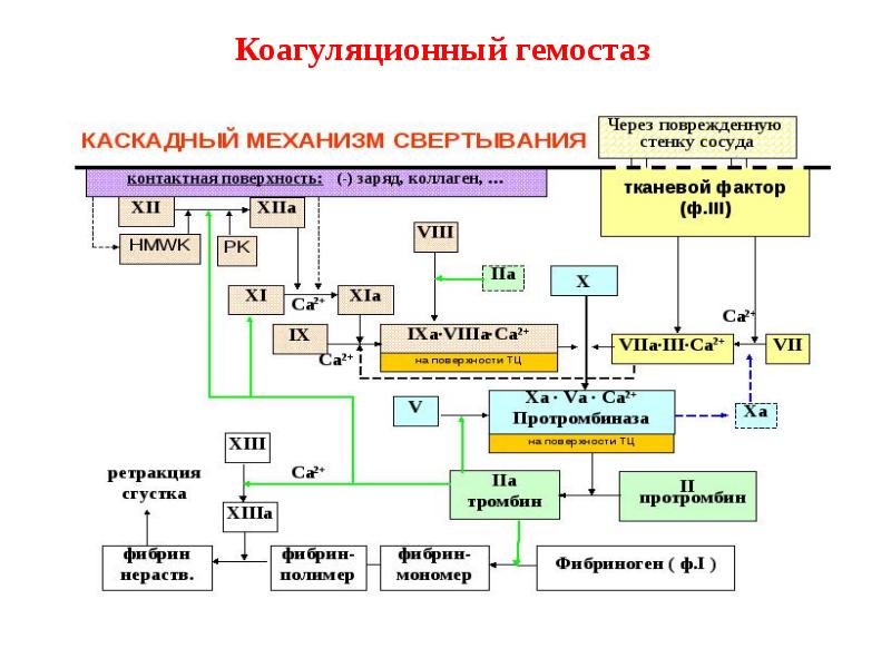 Схема плазменного гемостаза