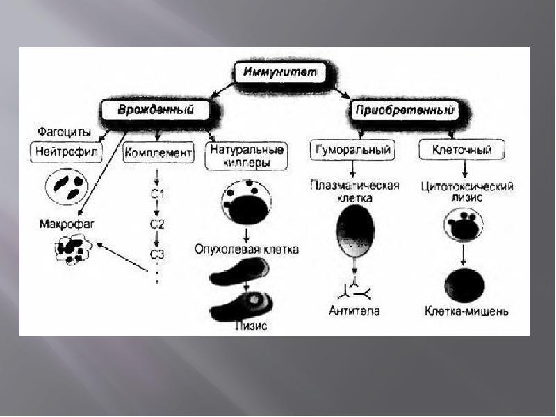 Иммунитет схема. Врожденный иммунитет схема. Иммунитет врожденный и приобретенный схема. Иммунитет классификация клеточный. Врожденный иммунитет физиология.