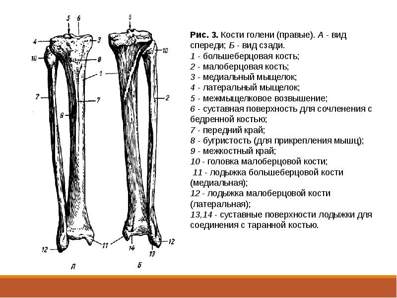 Кости голени картинка