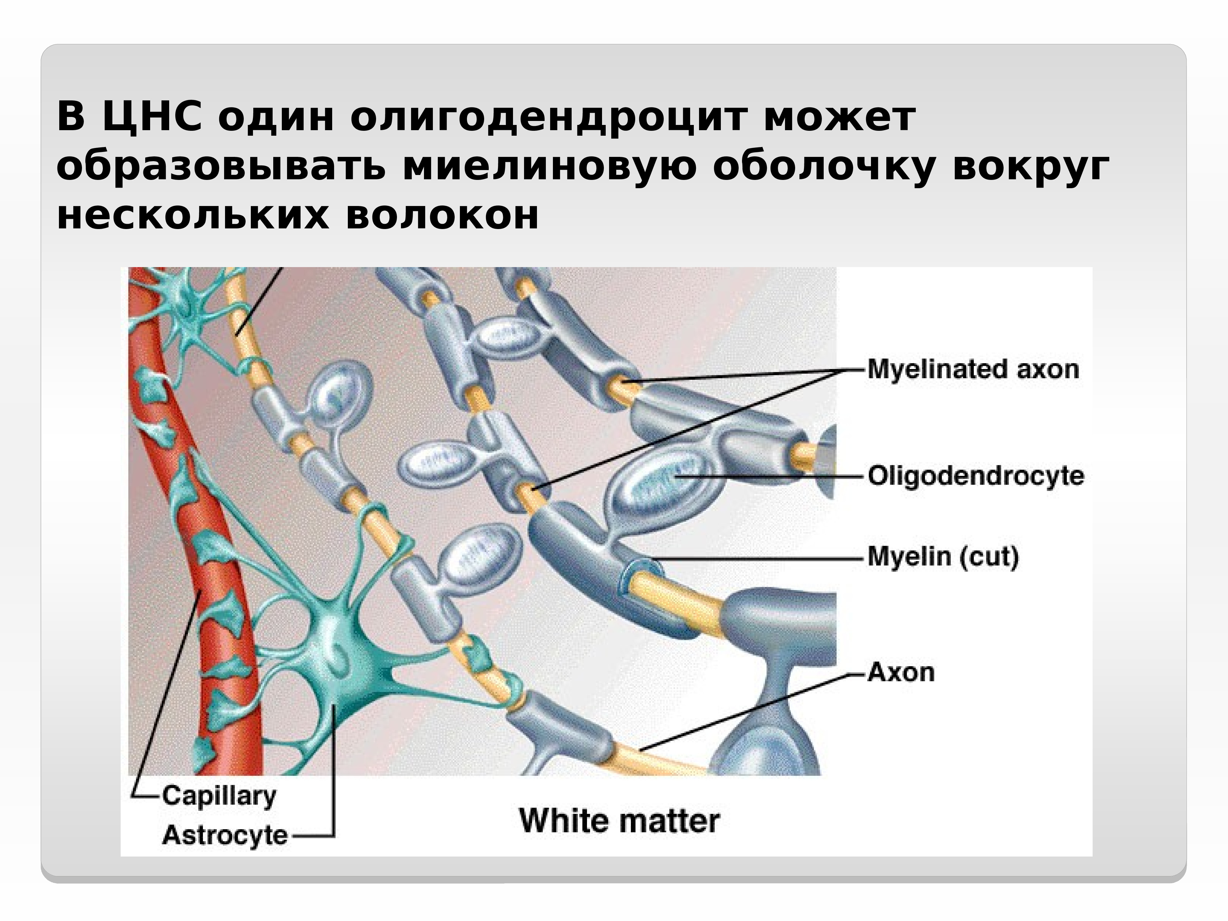 Общая схема строения нервной системы человека