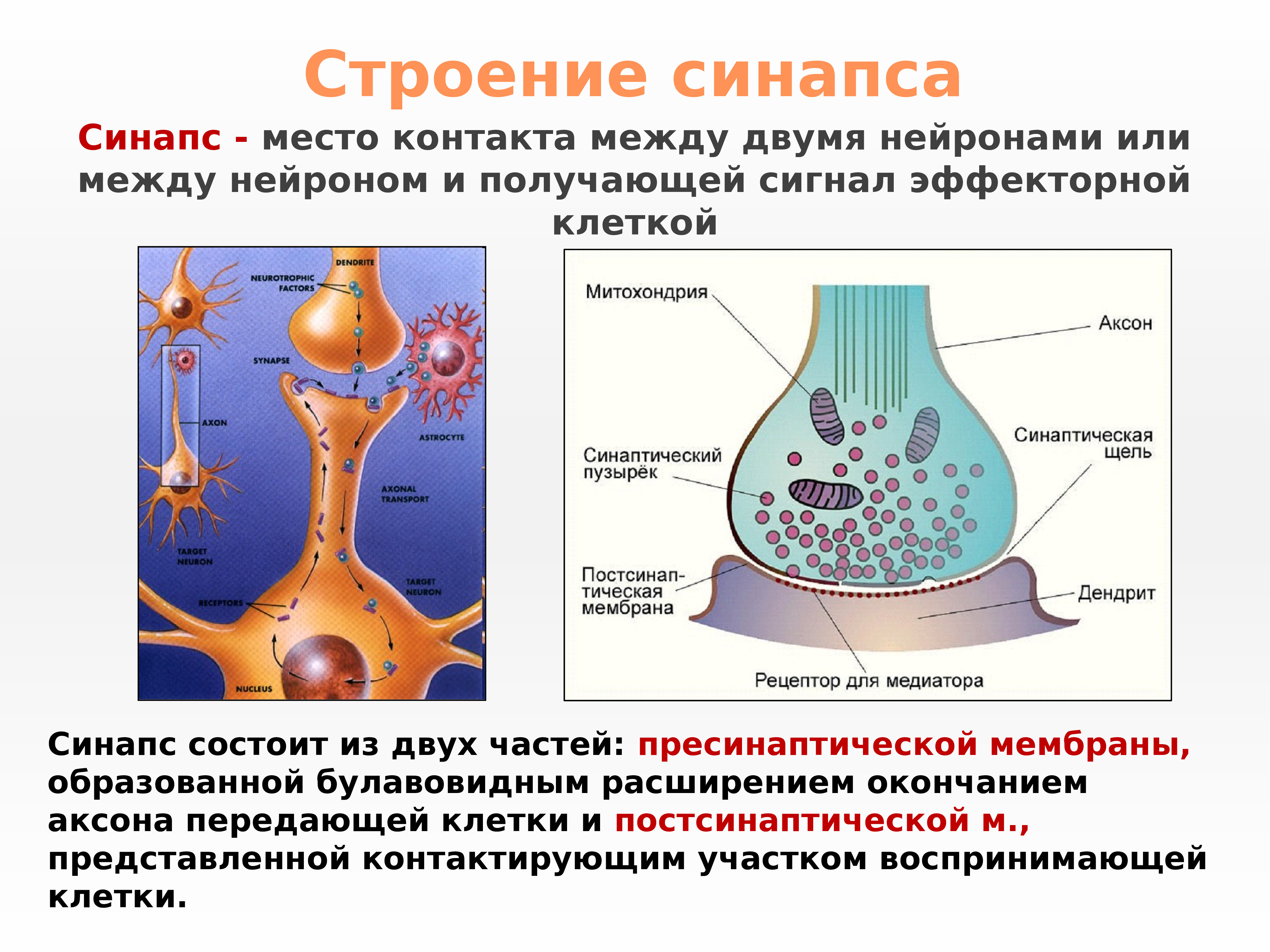 Осуществляет связь между нейронами какой нейрон. Синапс строение и функции. Функции нервной клетки функции синапса. Строение нервного синапса. Строение нейрона и синапса.